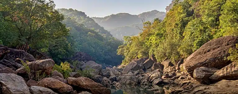 Forest Bathing in India: Explore the healing power of the woods