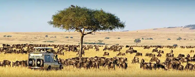 senior citizen tour package