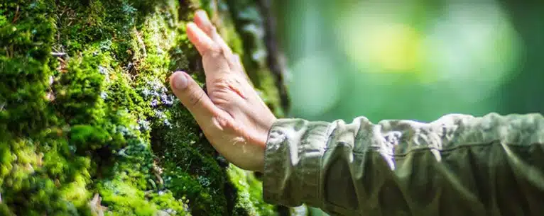 Forest Bathing in India: Explore the healing power of the woods