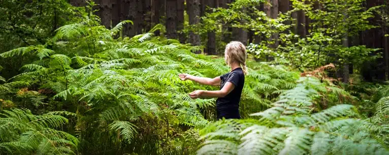 Forest Bathing in India: Explore the healing power of the woods