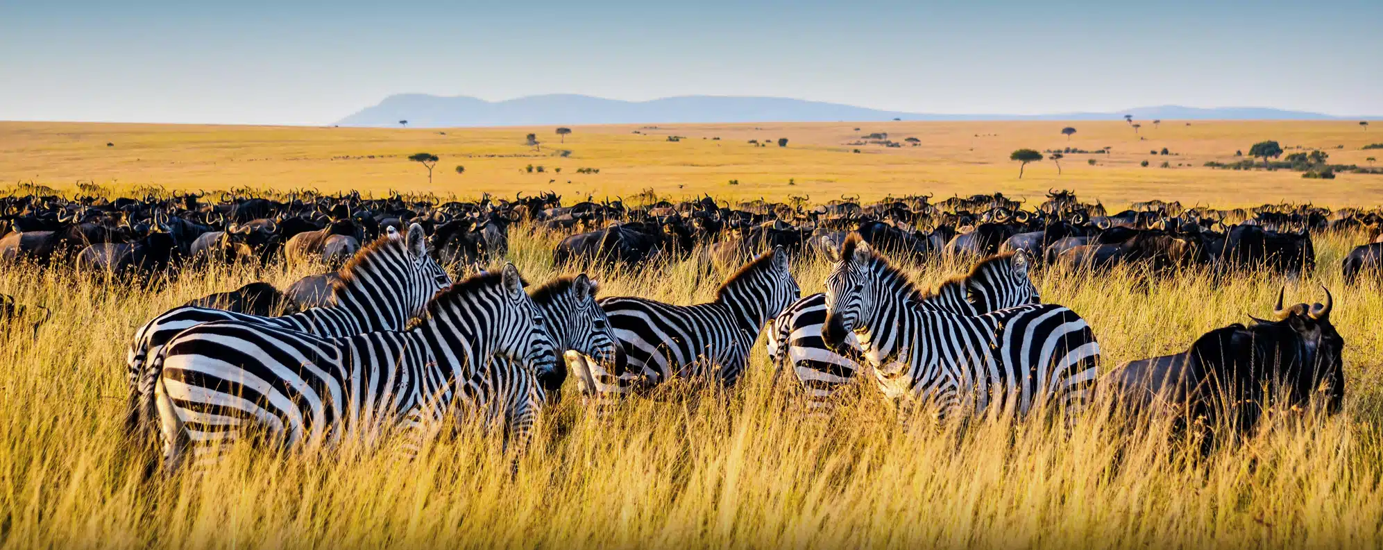 Kenya safari tour package with Masai Mara wildlife