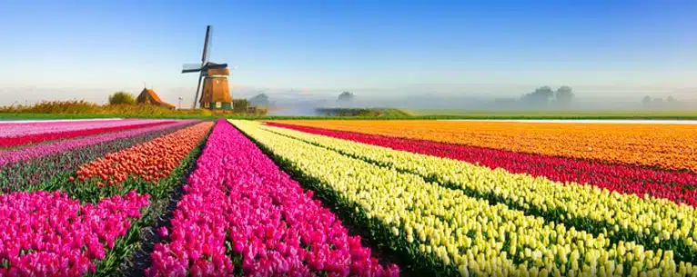 Netherlands tulip travel guide