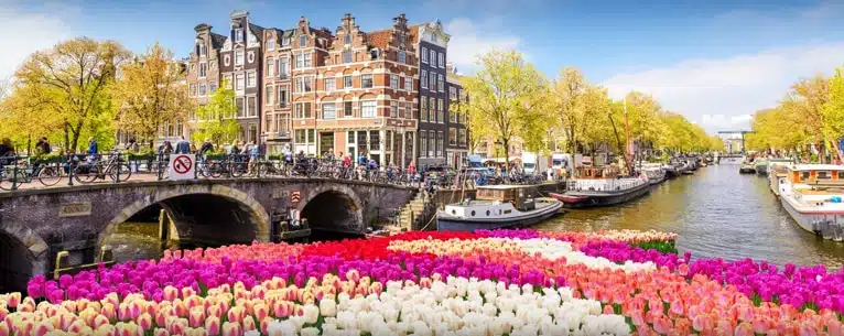 Tulips in Amsterdam: Your guide to these magnificent blooms