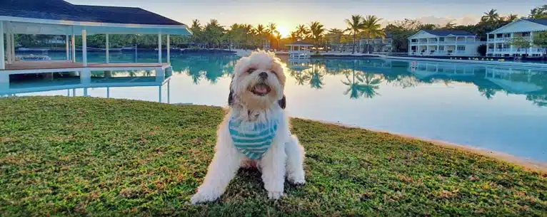 Top pet-friendly resorts in India