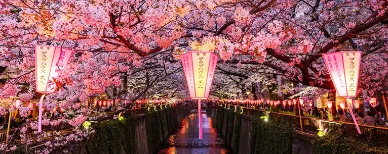 Cherry blossom festival Japan tour from India with iconic temples