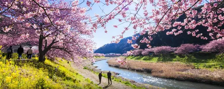 Best time to see cherry blossoms in Japan