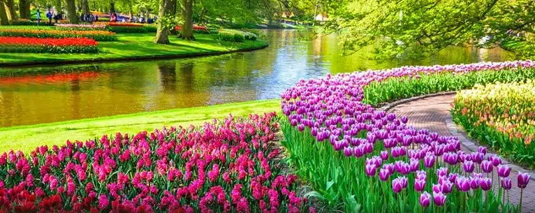 Netherlands tulip travel guide