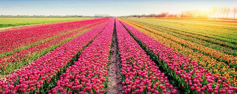 Netherlands tulip travel guide