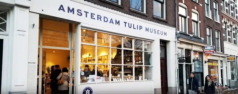 Tulips in Amsterdam: Your guide to these magnificent blooms