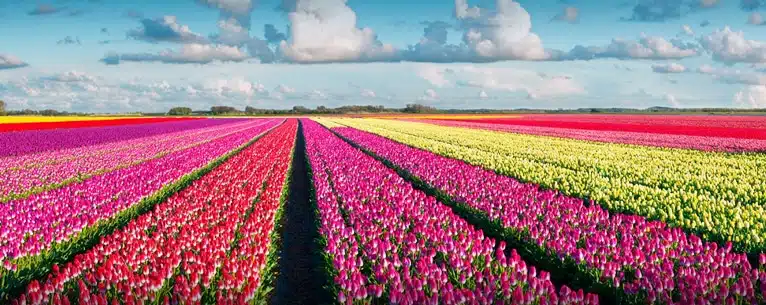 Tulips in Amsterdam: Your guide to these magnificent blooms