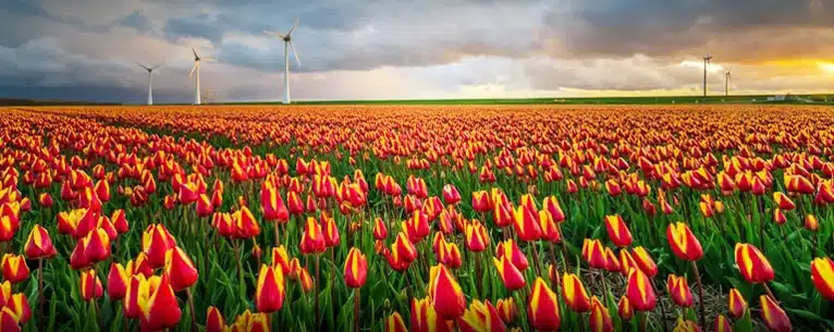 Tulips in Amsterdam: Your guide to these magnificent blooms