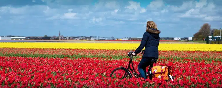 Netherlands tulip travel guide