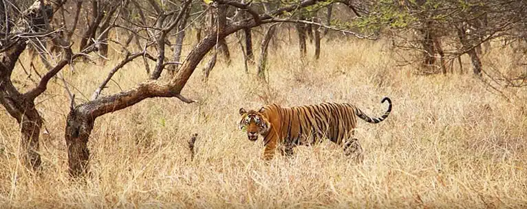 Top Guided Tours in India – Explore the country with expert insights