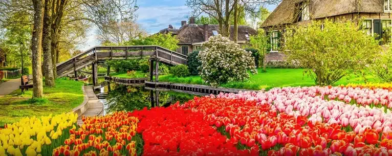 Netherlands tulip travel guide