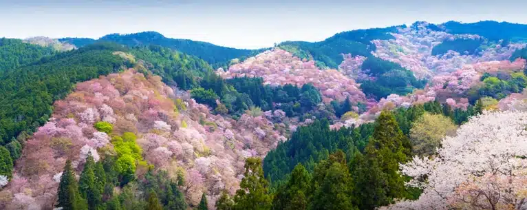 Japan Cherry Blossom Tours from India