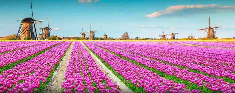 Tulips in Amsterdam: Your guide to these magnificent blooms