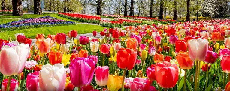 Tulips in Amsterdam: Your guide to these magnificent blooms
