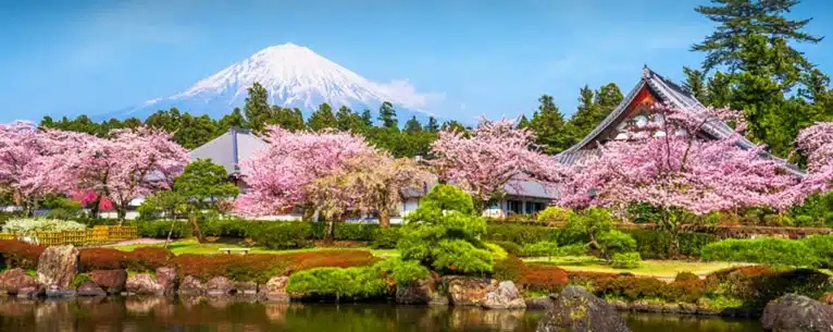 Japan Cherry Blossom Tours from India /