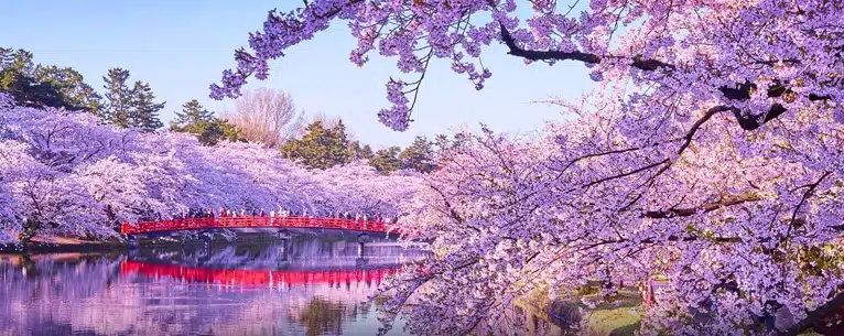 Japan cherry blossom tour packages and what’s included
