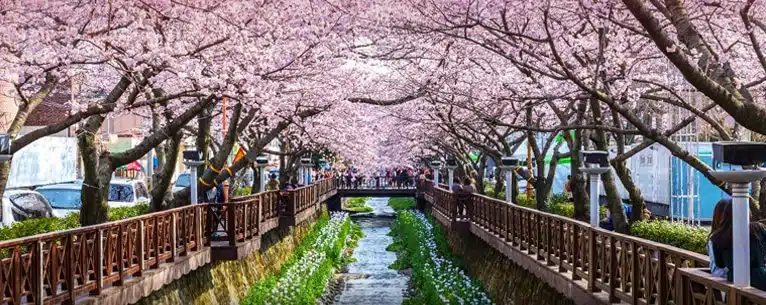 South Korea travel tour packages: Explore the land of K-pop, culture & cuisine