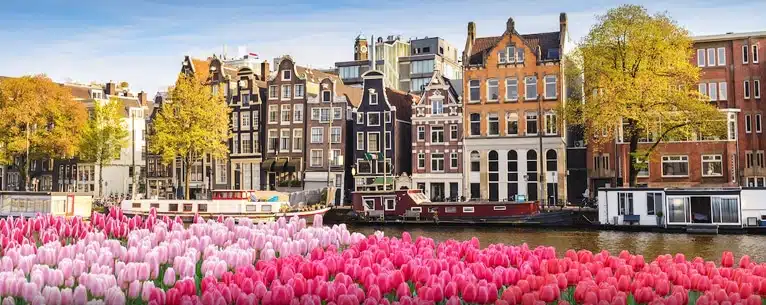 Tulips in Amsterdam: Your guide to these magnificent blooms
