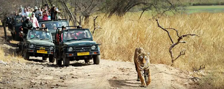 Rajasthan itinerary guide: Plan your perfect royal escape