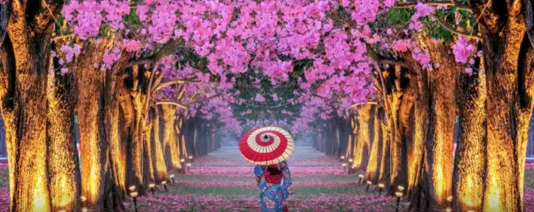 How to choose the right cherry blossom trip