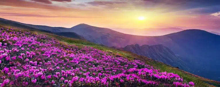 Valley of flowers in winter: Alternative destinations and peak bloom guide