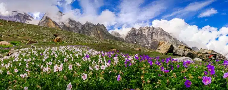 Valley of flowers in winter: Alternative destinations and peak bloom guide