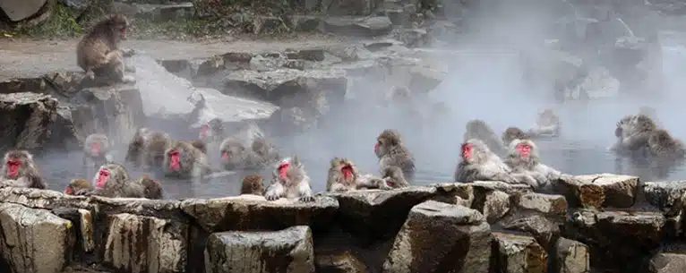 Japan tour packages from Kolkata – Best deals, itinerary & travel tips