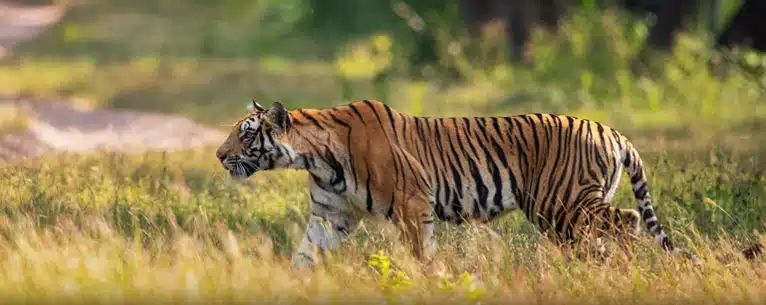 India private luxury tours: Tailored with perfection