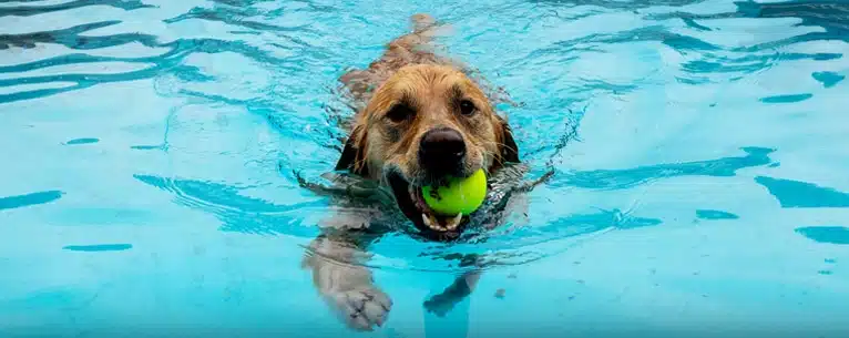 Top pet-friendly resorts in India