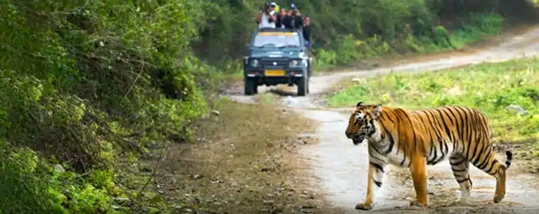 National Parks in India: A comprehensive guide