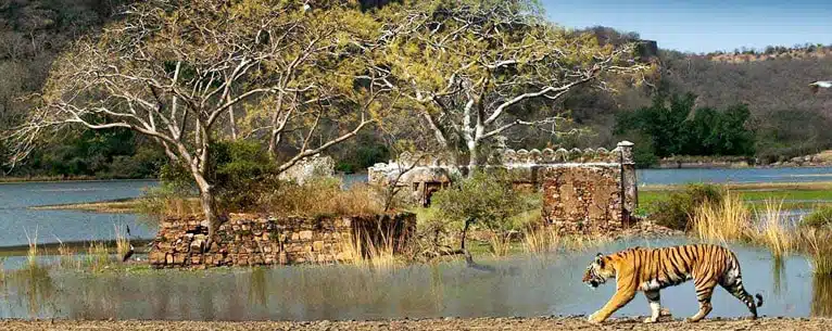 National Parks in India: A comprehensive guide