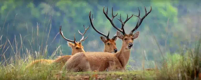 National Parks in India: A comprehensive guide