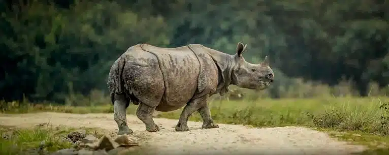 National Parks in India: A comprehensive guide