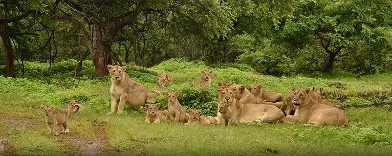 National Parks in India: A comprehensive guide