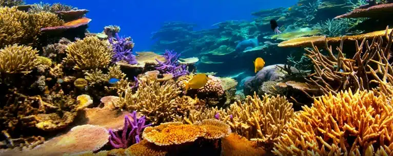 10 Best scuba diving destinations