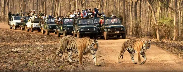 National Parks in India: A comprehensive guide