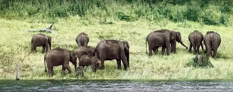 National Parks in India: A comprehensive guide