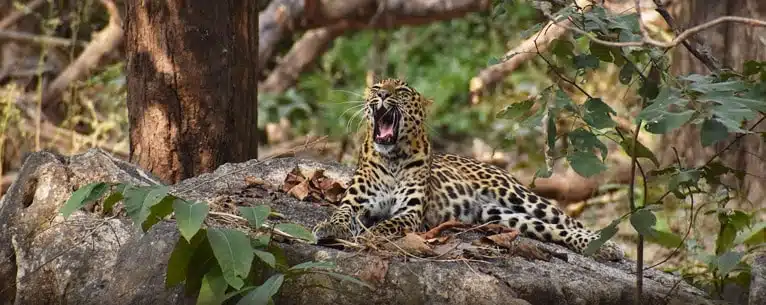 National Parks in India: A comprehensive guide