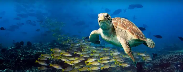 10 Best scuba diving destinations