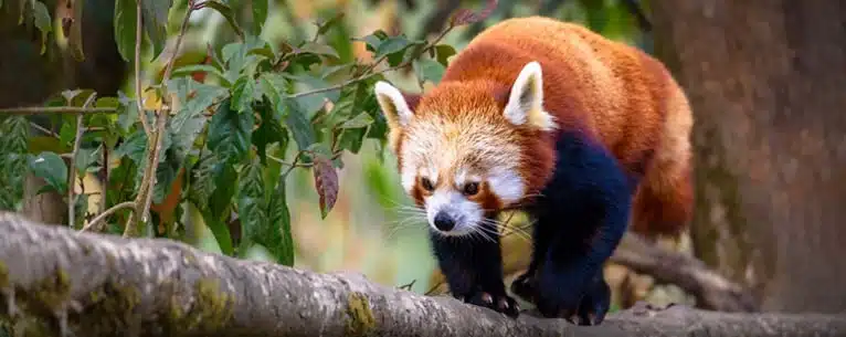 National Parks in India: A comprehensive guide