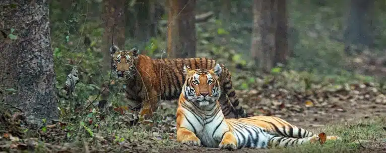 National Parks in India: A comprehensive guide