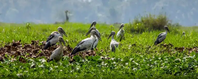 National Parks in India: A comprehensive guide