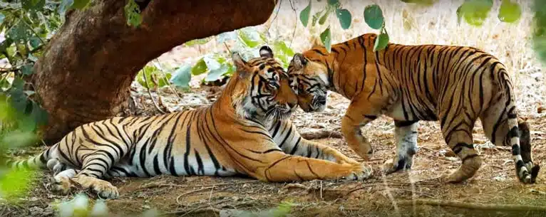 Tiger Reserves in India: Every detail you need to know