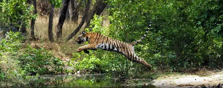 Tiger Reserves in India: Every detail you need to know