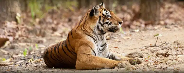 Tiger Reserves in India: Every detail you need to know