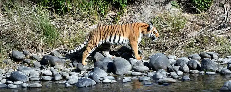 Tiger Reserves in India: Every detail you need to know