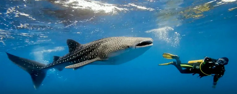 Islands in Zanzibar: Marine magic and luxury redefined!  